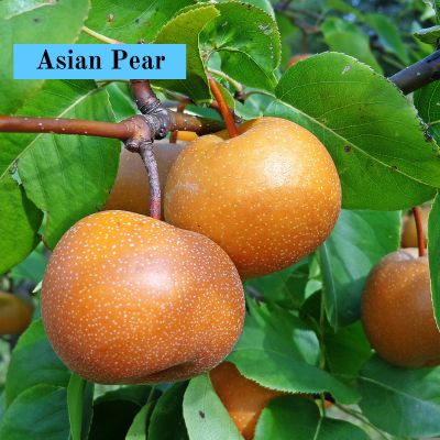 Asian Pear