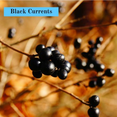 Black Currents