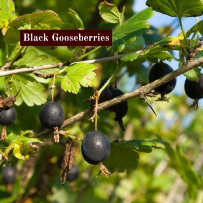 Black Gooseberries