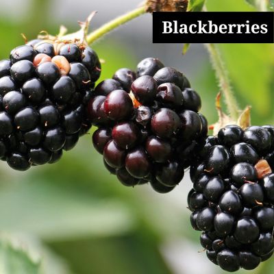 Blackberries