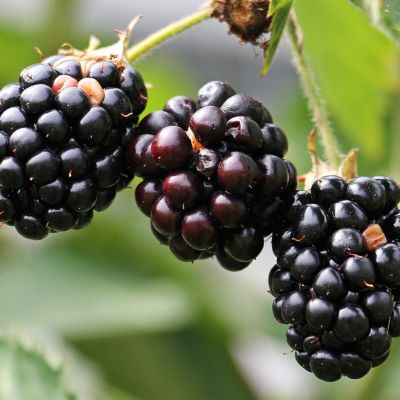 Blackberries