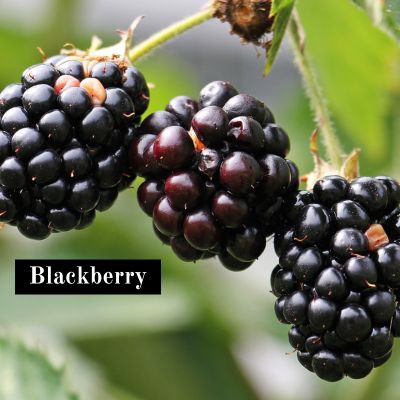 Blackberry