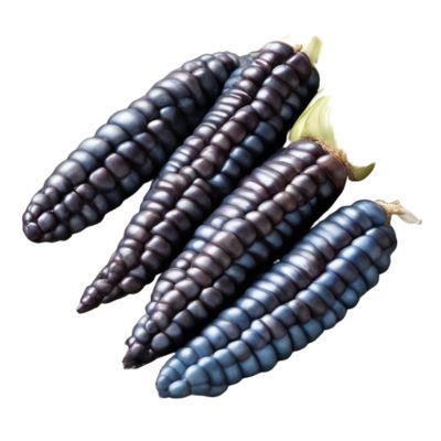 Blue Corn