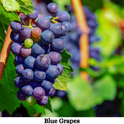 Blue Grapes