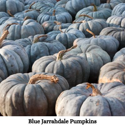 Blue Jarrahdale Pumpkins