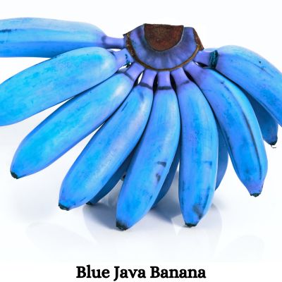 Blue Java Banana