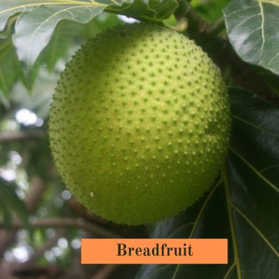 Breadfruit