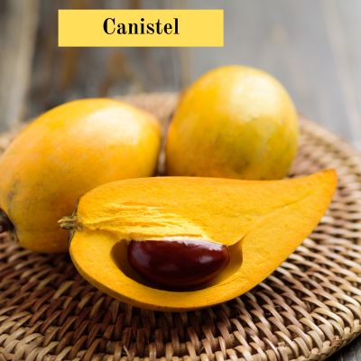 Canistel