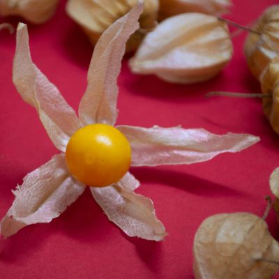 Cape Gooseberries