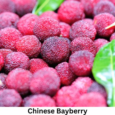 Chinese Bayberry