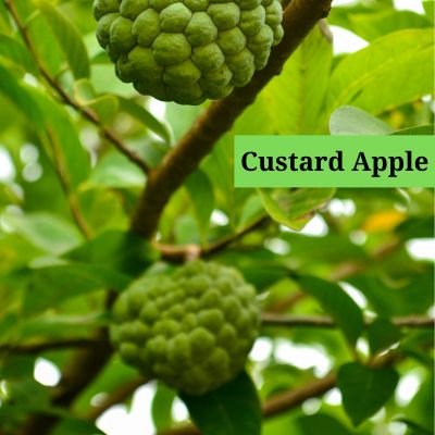 Custard Apple