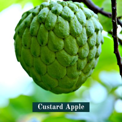 Custard Apple