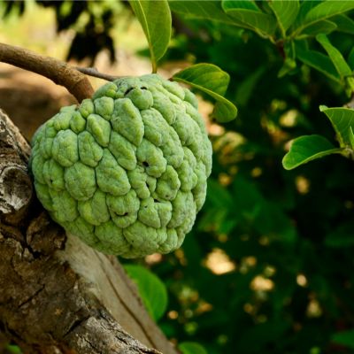 Custard Apple