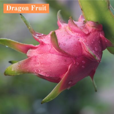 Dragon Fruit