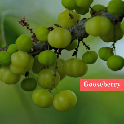 Gooseberry