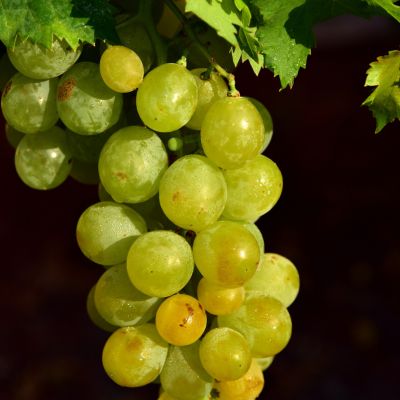 Grapes