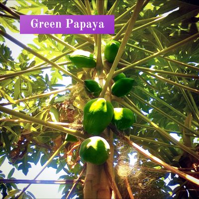 Green Papaya