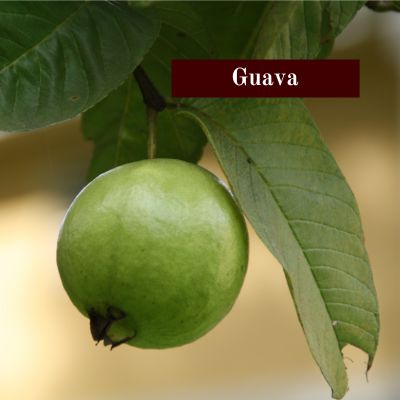 Guava