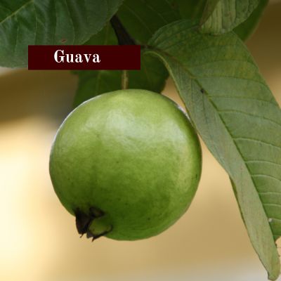 Guava