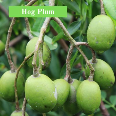 Hog Plum