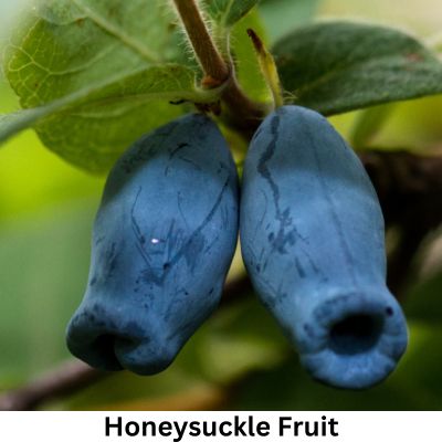 Honeysuckle