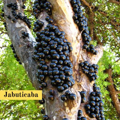 Jabuticaba