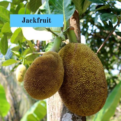 Jackfruit