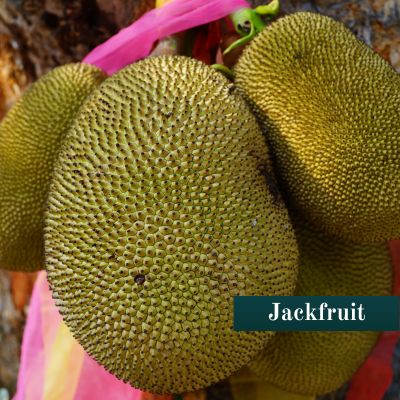 Jackfruit