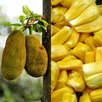 Jackfruit