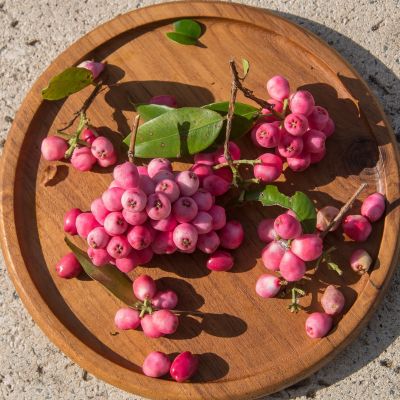 Lilly Pilly Berries