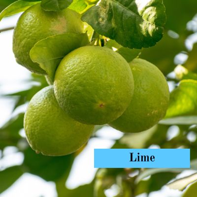 Lime