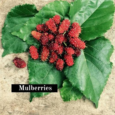 Mulberries