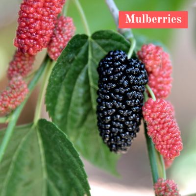 Mulberries