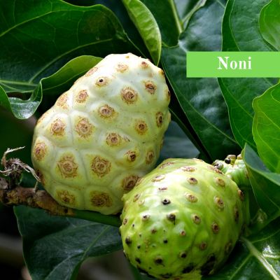 Noni