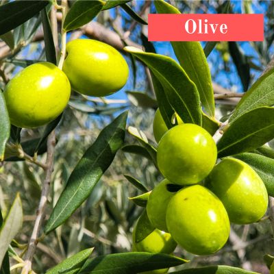 Olive