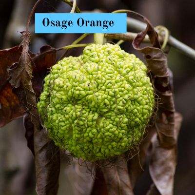 Osage Orange