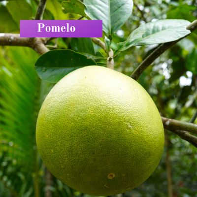 Pomelo