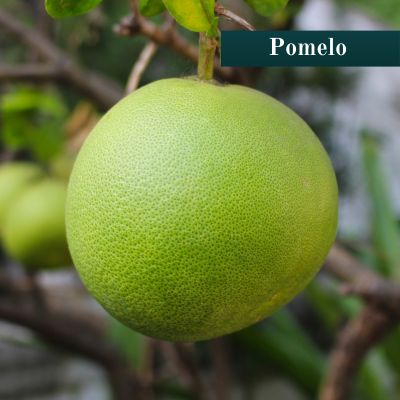 Pomelo