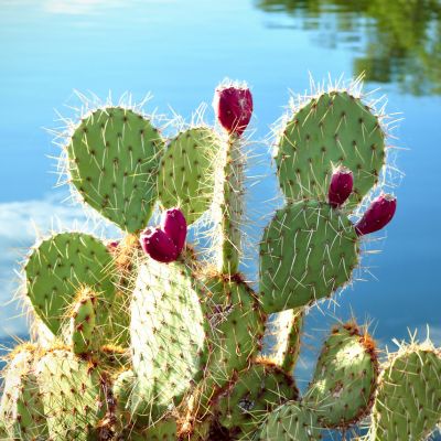 Prickly Pears