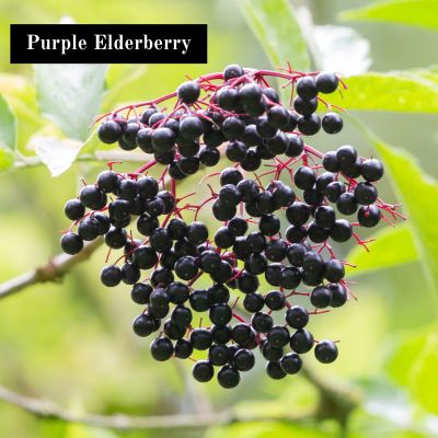 Purple Elderberry