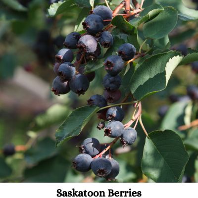 Saskatoon Berries