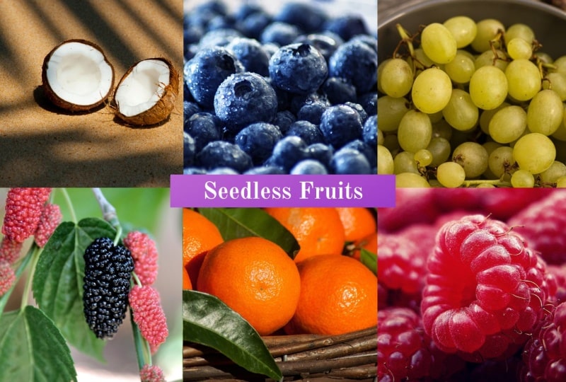 Seedless Fruits