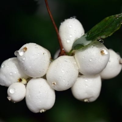 Snowberry