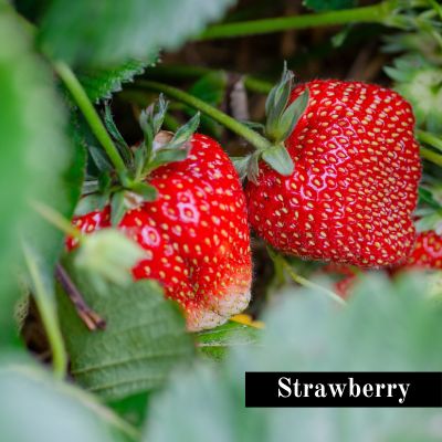 Strawberry