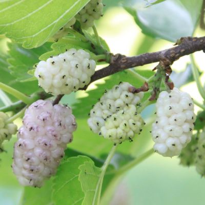 White Mulberries