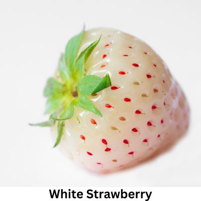 White Strawberry