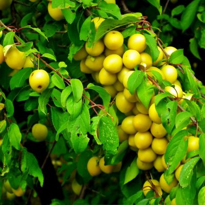 Yellow Plums