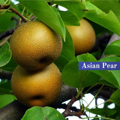 Asian Pear