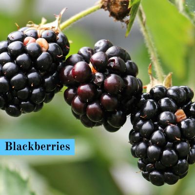 Blackberries