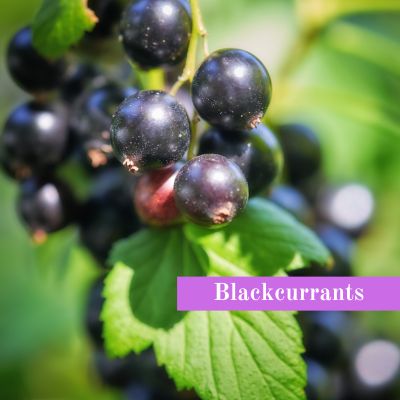 Blackcurrants